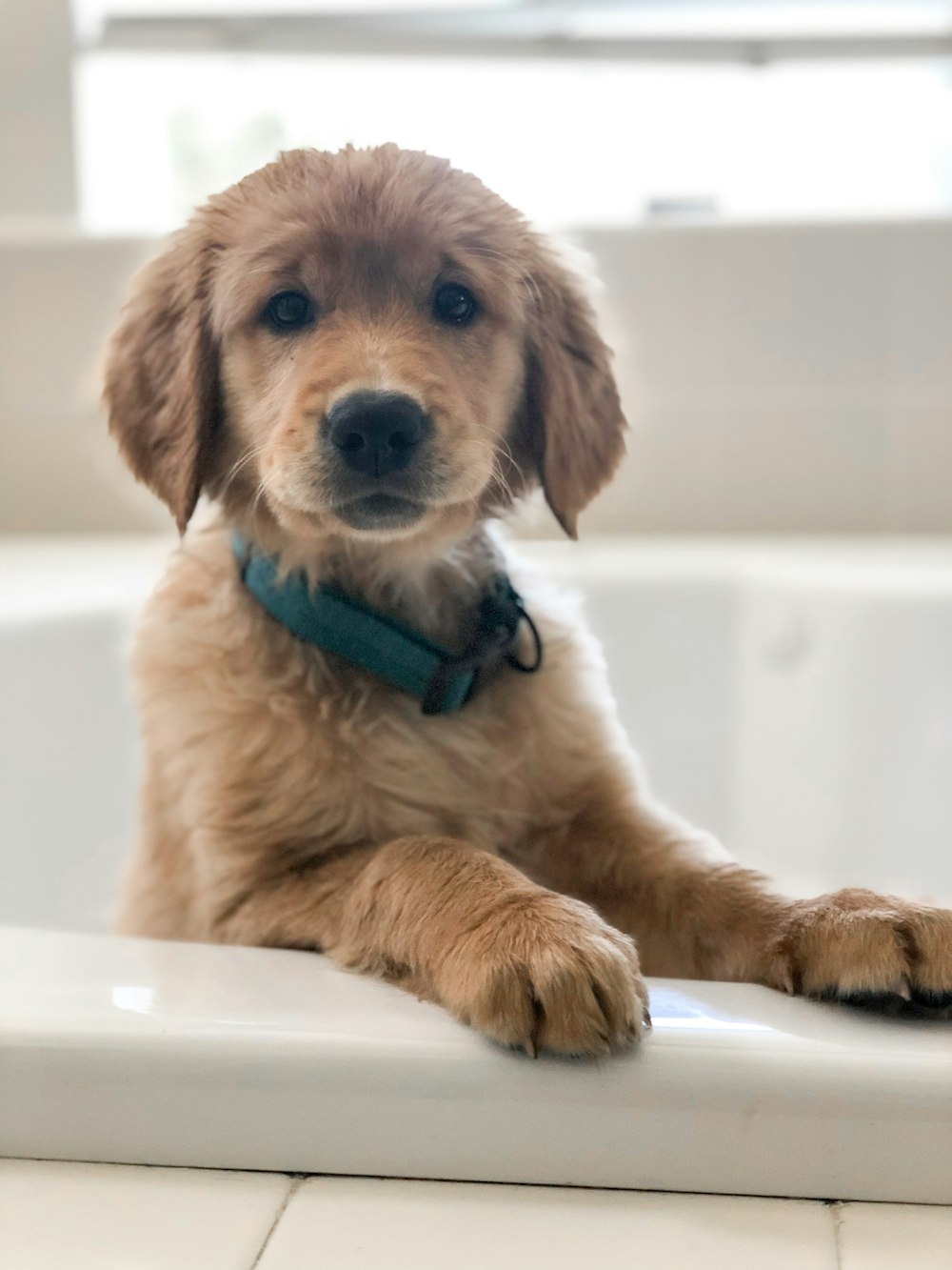 Filhote de golden retriever na banheira