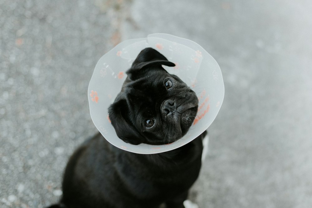 Cão pug usando colar elizabetano no pós-operatório