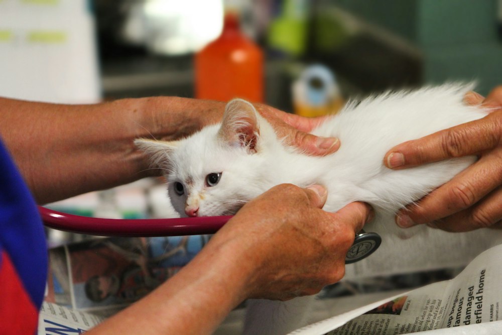 Gatinho branco sendo examinado