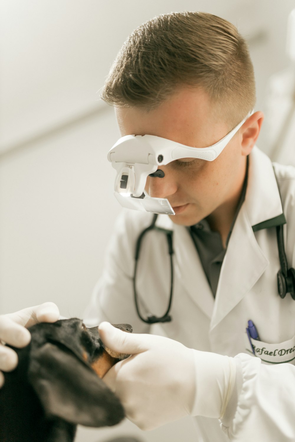 Veterinário examinando os dentes de um cão