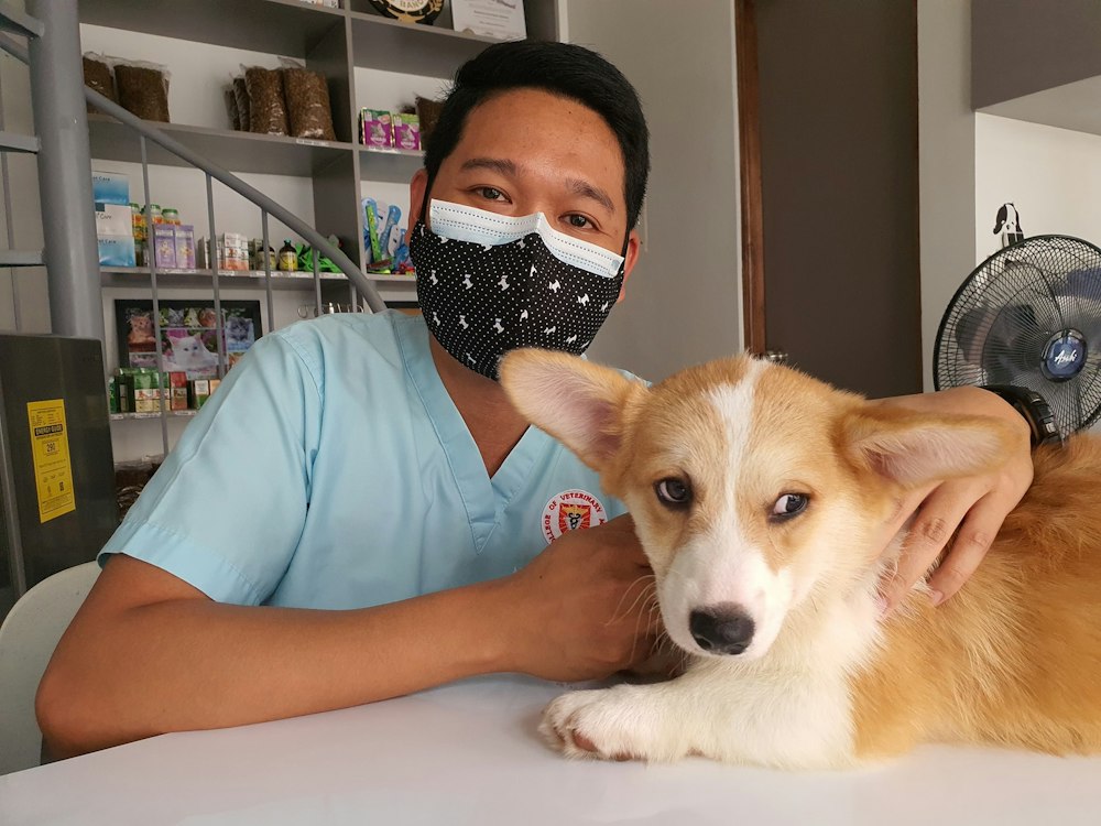 Veterinário no consultório com um cão corgi sobre a mesa de atendimento